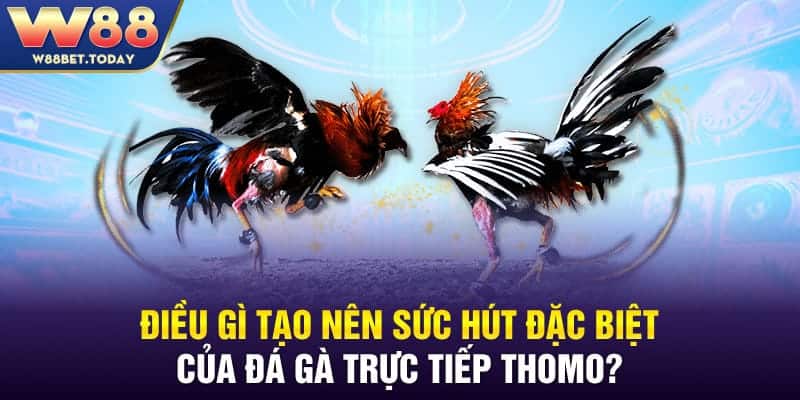 Điều gì tạo nên sức hút đặc biệt của đá gà trực tiếp Thomo?