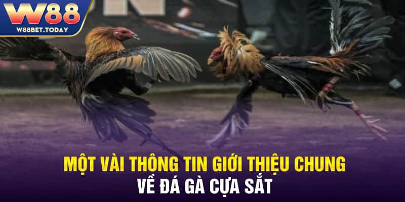 Một vài thông tin giới thiệu chung về đá gà cựa sắt