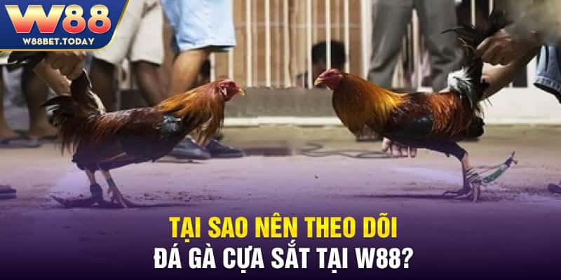 Tại sao nên theo dõi đá gà cựa sắt tại trang cược chúng tôi?