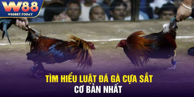 Tìm hiểu luật đá gà cựa sắt cơ bản nhất