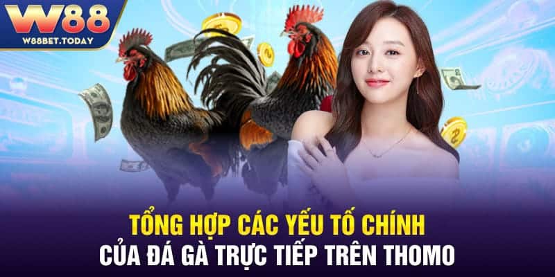 Tổng hợp các yếu tố chính của đá gà trực tiếp trên Thomo