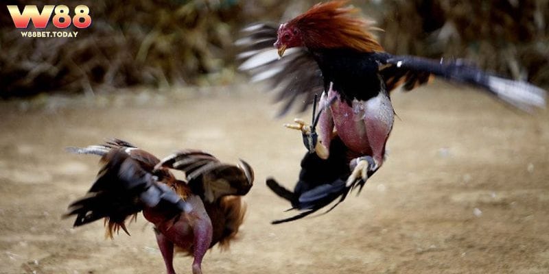 Nên bổ sung các thực phẩm hằng ngày để chăm gà cựa dao