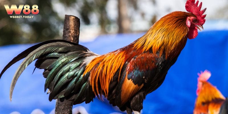 Một số cách luyện tập chăm gà cựa dao