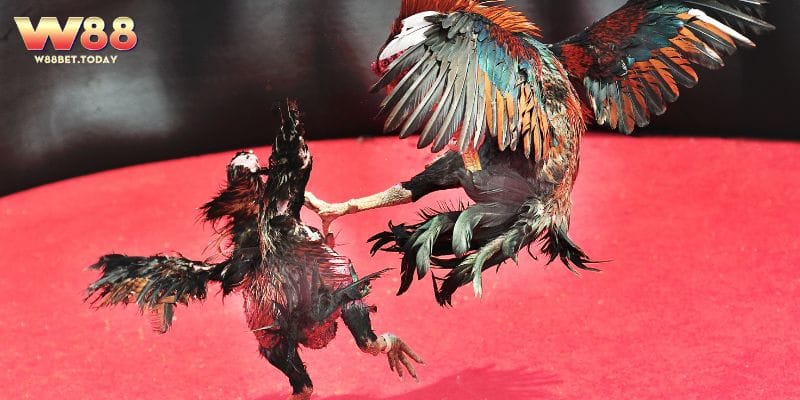 Nên bổ sung thực phẩm giàu protein trong cho chế độ chăm gà cựa dao