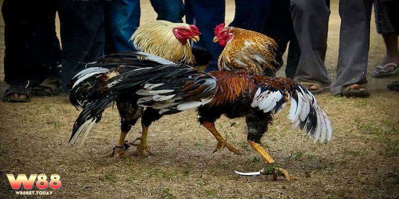 Đôi nét cơ bản giới thiệu đá gà cựa dao