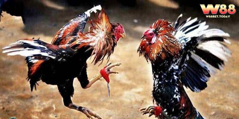 Trong đá gà cựa dao luôn có các quy định rõ ràng