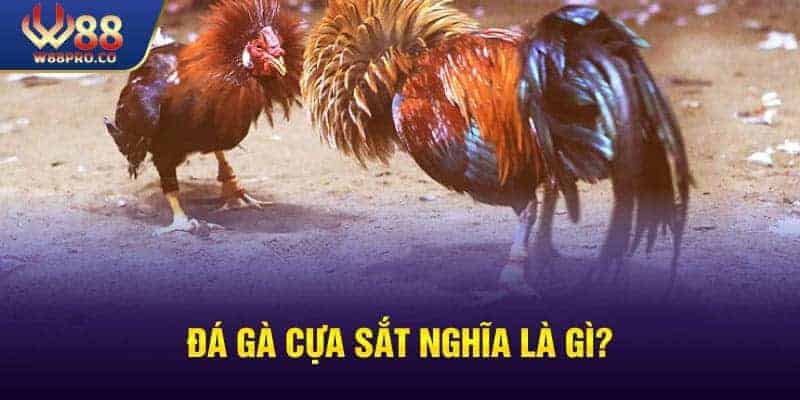 Một vài thông tin sơ lược về Đá gà cựa sắt