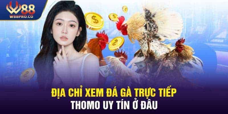 Link xem đá gà trực tiếp Thomo uy tín