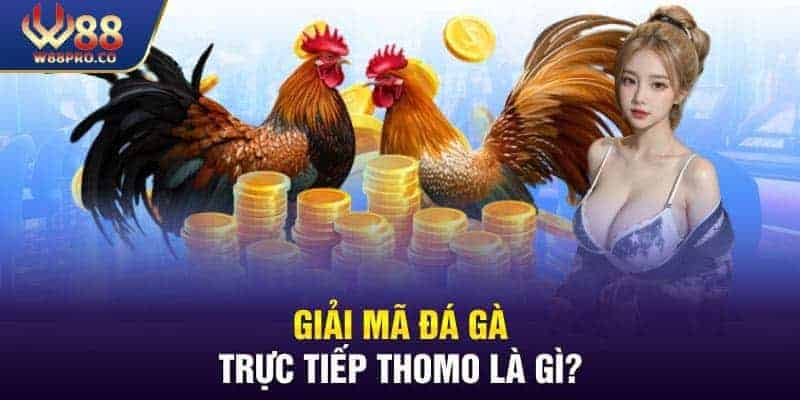 Tổng quan đá gà trực tiếp Thomo