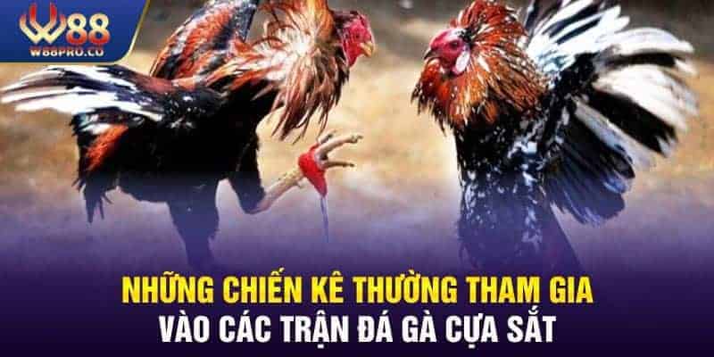 Tổng hợp một số loại chiến kê tại các trận đá gà cựa sắt