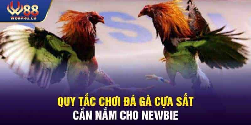 Một số quy tắc chơi đá gà cựa sắt cần nắm cho người mới